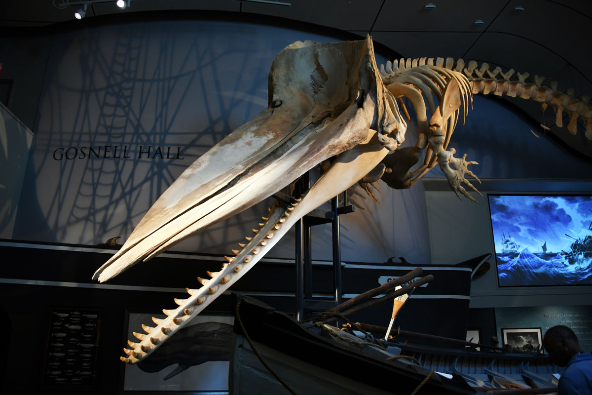 109 The sperm whale put Nantucket on the map during the height of the whaling era in the late 18th century and early 19th century..jpg